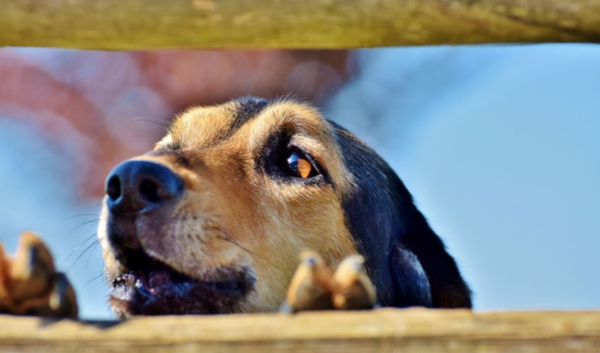 The Ultimate Guide to American Leopard Hound Breed: Care and Personality Traits